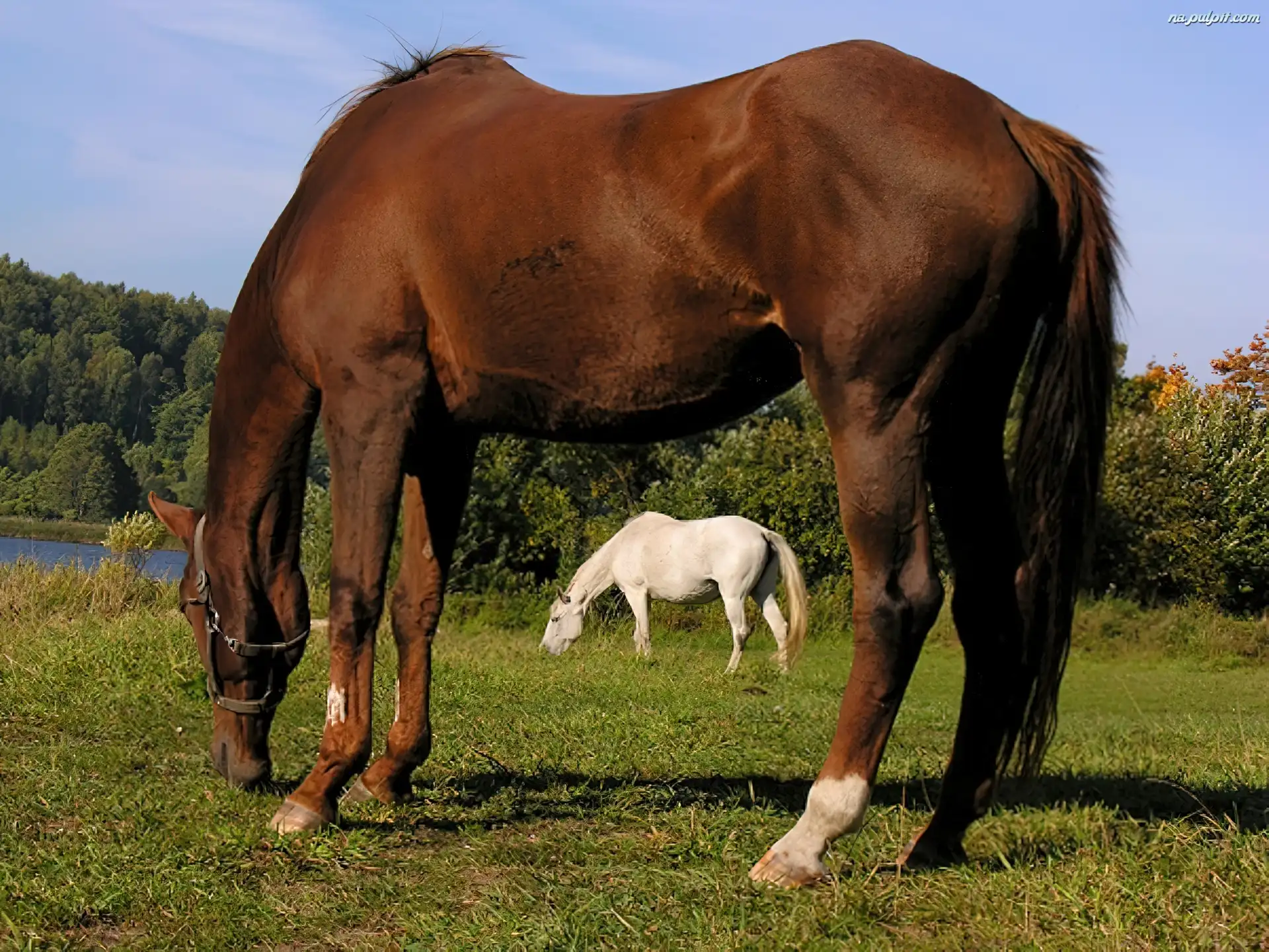 Konie, Łąka Na Pulpit